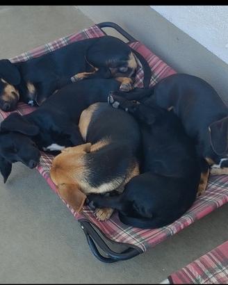 Cagnolini