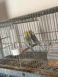 Coppia di rainbow con gabbia e nido