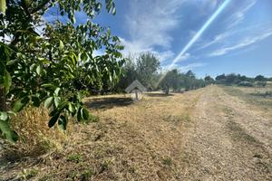 TER. AGRICOLO A SAN CESAREO