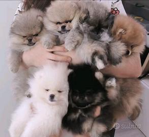 Spitz di Pomerania nano