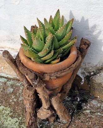 piante grasse