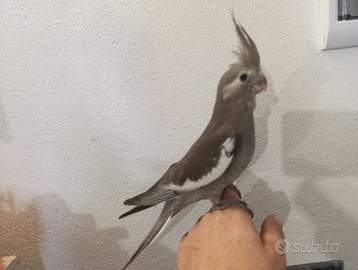 Calopsite allevati a mano