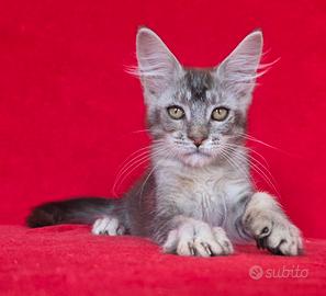 cucciolo maschio maine coon con pedigree
