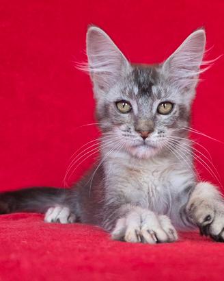cucciolo maschio maine coon con pedigree