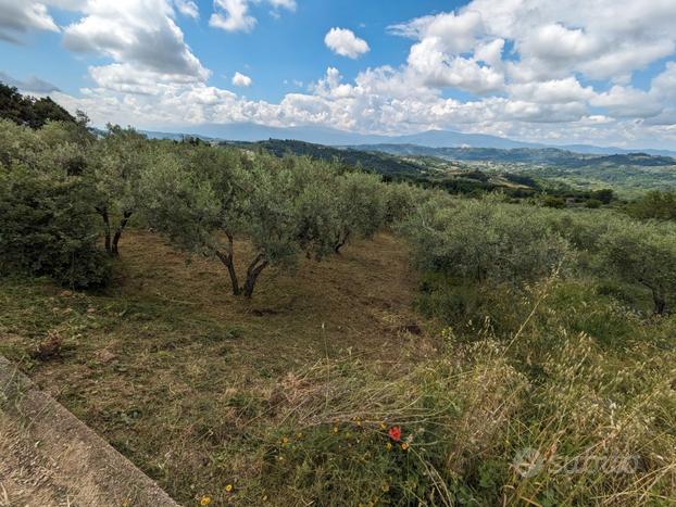 Terreno con piccolo uliveto