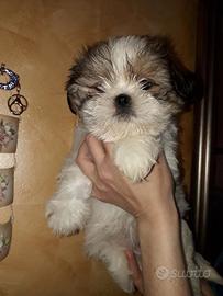 Cuccioli di shitzu