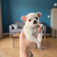 Cucciolo chihuahua messicano bianco mini