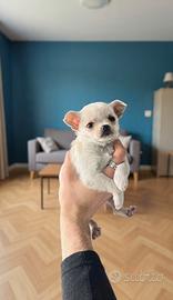 Cucciolo chihuahua messicano bianco mini