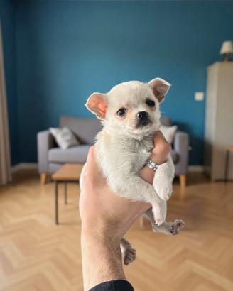 Cucciolo chihuahua messicano bianco mini
