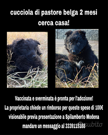 Cucciola pastore belga 2 mesi