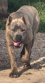 Cane corso