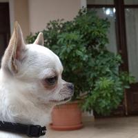 Chihuahua per monta