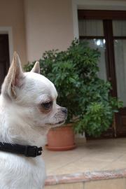 Chihuahua per monta