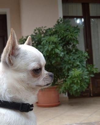 Chihuahua per monta