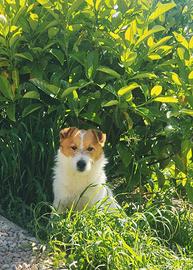 Cuccioli Jack Russell Terrier Pedigree