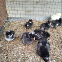 Vendita pulcini e pulcinotti