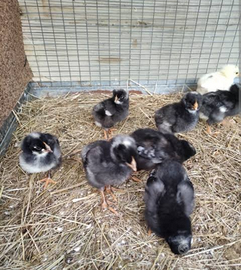 Vendita pulcini e pulcinotti