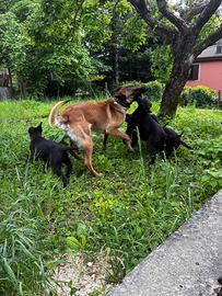 Cucciole di pastore belga Malinois
