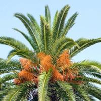 Pianta di palma gratis in 