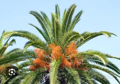 Pianta di palma gratis in 