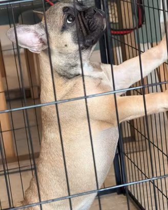 bulldog francese