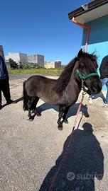 Monta per pony