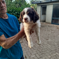 Cuccioli da tartufo