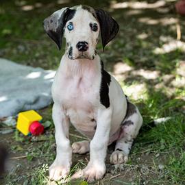 Cuccioli di alano