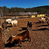 Permuto 9 capre 1 caprone