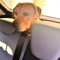 Labrador di razza
