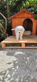 Cucciolo di pastore maremmano