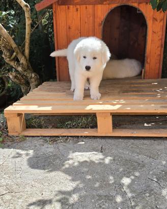 Cucciolo di pastore maremmano