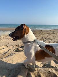 Jack Russell Terrier PER MONTA