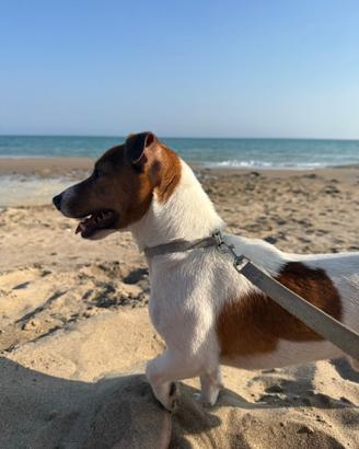 Jack Russell Terrier PER MONTA