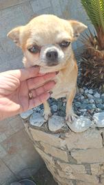 Chihuahua femmina adulta