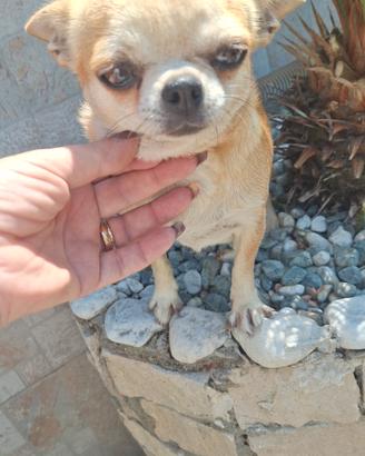 Chihuahua femmina adulta