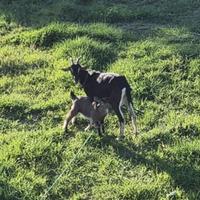 Capre giovani permuto con pecore