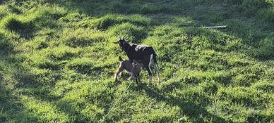 Capre giovani permuto con pecore