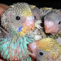 Pulli di pappagallini ondulati da allevare a mano