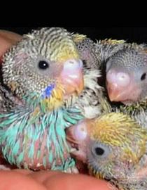 Pulli di pappagallini ondulati da allevare a mano