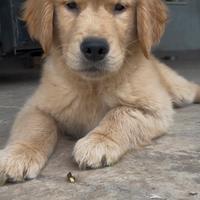 Cuccioli Golden Retriever Americano