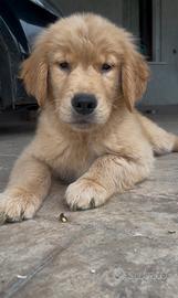 Cuccioli Golden Retriever Americano