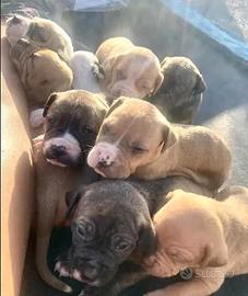 Cuccioli di pitbull Rednose