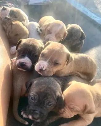 Cuccioli di pitbull Rednose