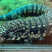 Tegu argentino