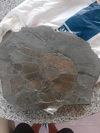 reperto fossile