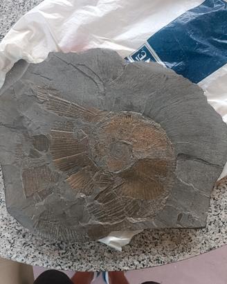 reperto fossile