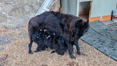 cuccioli Pastore belga