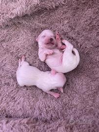 Maltesi cuccioli