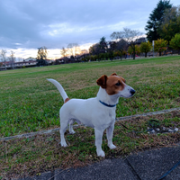 Giovane maschio Jack Russell Terrier accoppiamento